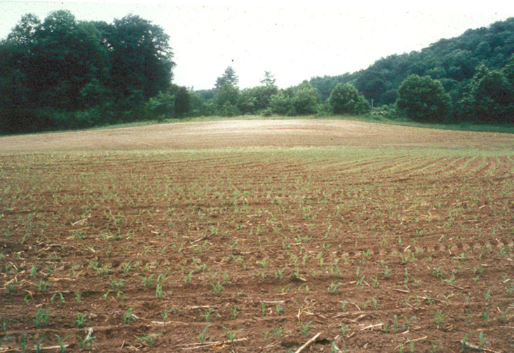 A cornfield covered the site.